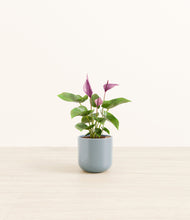 Load image into Gallery viewer, Misty Blue
