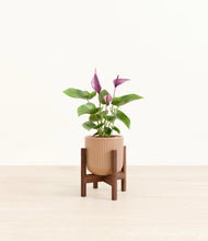 Load image into Gallery viewer, Striped Peach Pink stand:walnut
