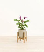 Load image into Gallery viewer, Sage Green stand:bamboo
