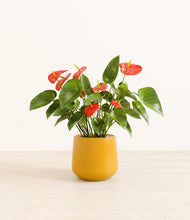 Load image into Gallery viewer, Mustard*****Profile
