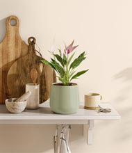 Load image into Gallery viewer, Turquoise
