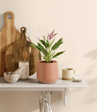 Load image into Gallery viewer, Calm Rose
