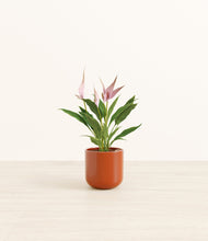 Load image into Gallery viewer, Glossy Red*****Profile
