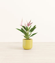 Load image into Gallery viewer, Key Lime Yellow*****Profile
