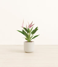 Load image into Gallery viewer, Cotton White*****Profile
