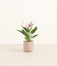 Load image into Gallery viewer, Sandy Pink*****Profile
