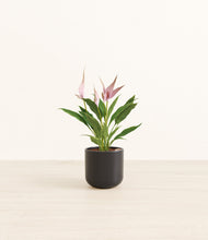 Load image into Gallery viewer, Stone Black*****Profile
