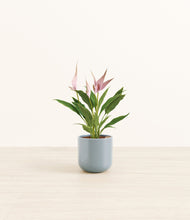 Load image into Gallery viewer, Misty Blue*****Profile
