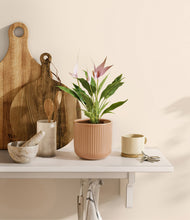 Load image into Gallery viewer, Striped Peach Pink
