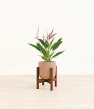 Load image into Gallery viewer, Striped Peach Pink stand:walnut
