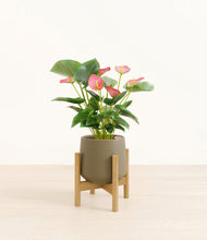 Load image into Gallery viewer, Olive stand:bamboo
