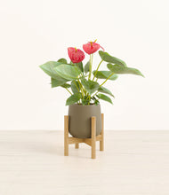 Load image into Gallery viewer, Olive stand:bamboo
