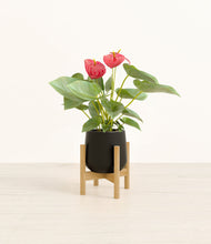 Load image into Gallery viewer, Black stand:bamboo

