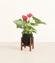 Load image into Gallery viewer, Black stand:walnut
