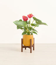 Load image into Gallery viewer, Mustard stand:walnut
