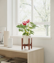 Load image into Gallery viewer, Cotton White stand:walnut
