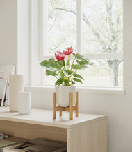 Load image into Gallery viewer, Cotton White stand:bamboo
