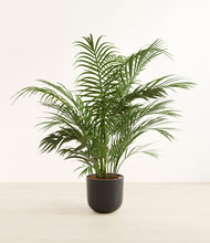 Load image into Gallery viewer, Stone Black*****Profile
