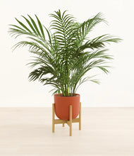 Load image into Gallery viewer, Earth Red stand:bamboo
