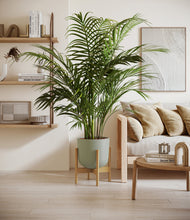 Load image into Gallery viewer, Sage Green stand:bamboo
