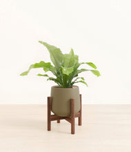 Load image into Gallery viewer, Olive stand:walnut
