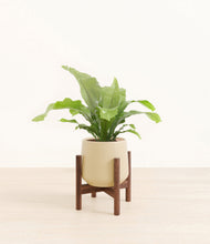 Load image into Gallery viewer, Almond Green stand:walnut
