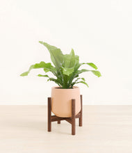 Load image into Gallery viewer, Gentle Pink stand:walnut
