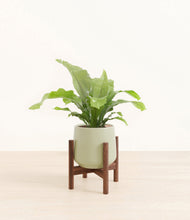 Load image into Gallery viewer, Turquoise stand:walnut
