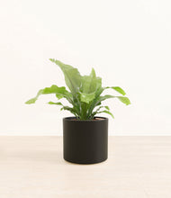 Load image into Gallery viewer, Black*****Profile
