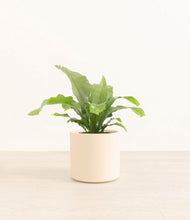 Load image into Gallery viewer, Cream*****Profile
