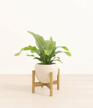 Load image into Gallery viewer, Shiny EggWhite stand:bamboo
