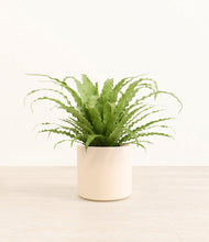 Load image into Gallery viewer, Cream*****Profile
