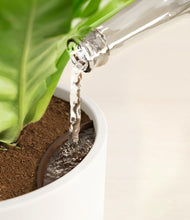 Load image into Gallery viewer, Woodland
