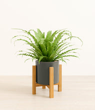 Load image into Gallery viewer, Dark Olive stand:light
