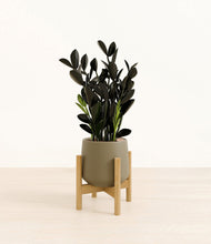 Load image into Gallery viewer, Olive stand:bamboo
