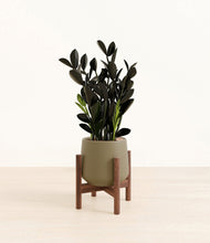 Load image into Gallery viewer, Olive stand:walnut
