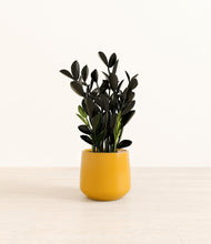 Load image into Gallery viewer, Mustard*****Profile
