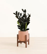 Load image into Gallery viewer, Calm Rose stand:walnut
