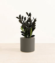 Load image into Gallery viewer, Dark Olive*****Profile
