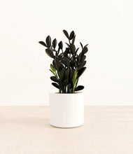 Load image into Gallery viewer, White*****Profile
