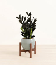 Load image into Gallery viewer, Deep Ocean stand:walnut
