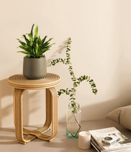 Load image into Gallery viewer, Olive
