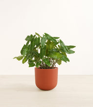 Load image into Gallery viewer, Earth Red*****Profile
