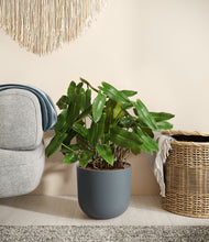 Load image into Gallery viewer, Iron Gray
