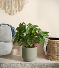 Load image into Gallery viewer, Sage Green
