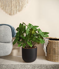 Load image into Gallery viewer, Stone Black
