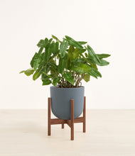 Load image into Gallery viewer, Iron Gray stand:walnut
