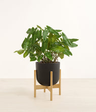 Load image into Gallery viewer, Stone Black stand:bamboo
