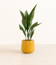 Load image into Gallery viewer, Mustard*****Profile
