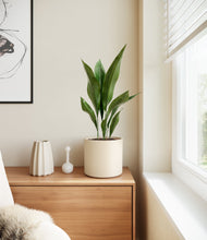 Load image into Gallery viewer, Cream
